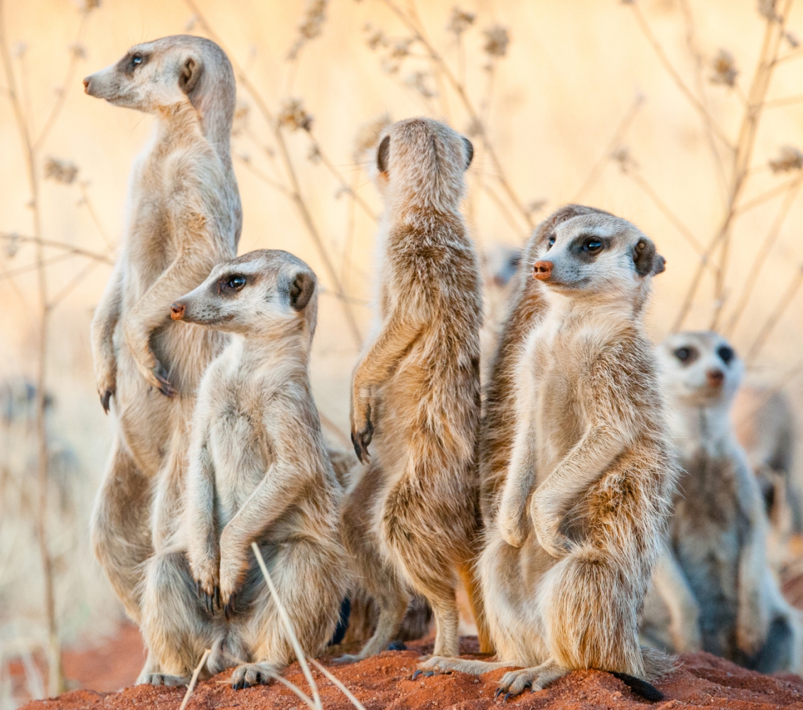 Eine Gruppe Erdmännchen hält nach Gefahren Ausschau.