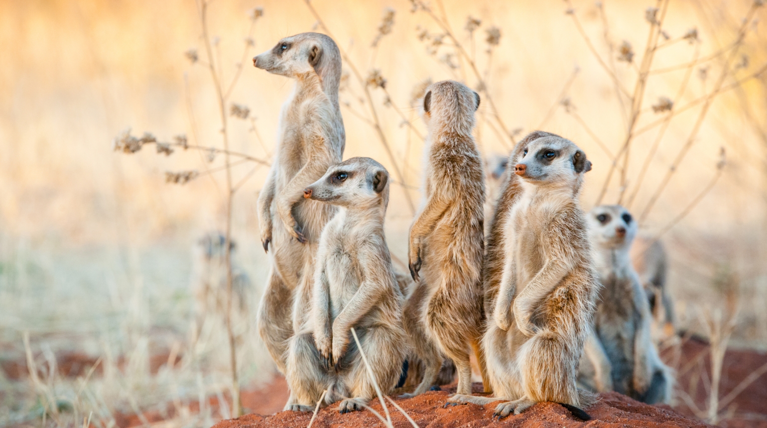 Eine Gruppe Erdmännchen hält nach Gefahren Ausschau.